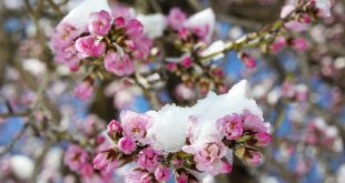 اولین شکوفه‌های بادام
